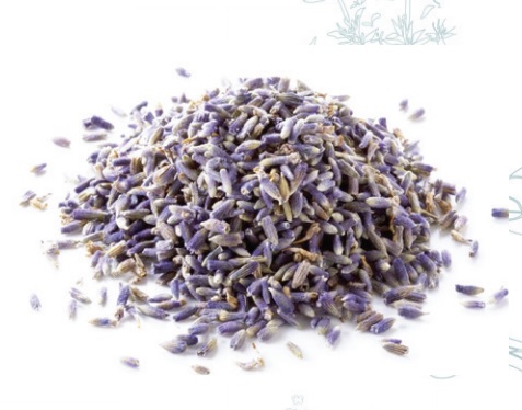 Alfazema - Lavandula angustifolia