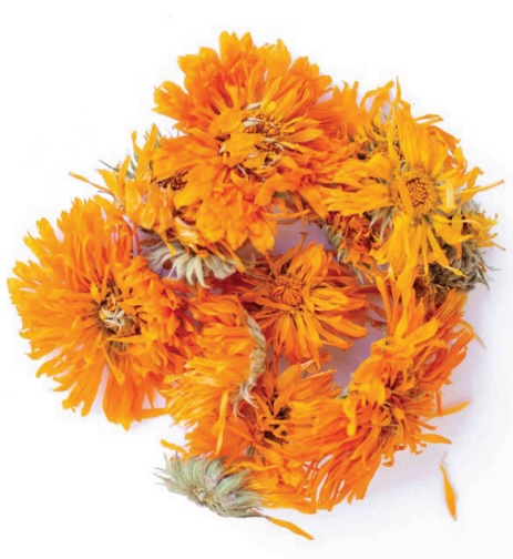 Calêndula - Calendula Offi cinalis